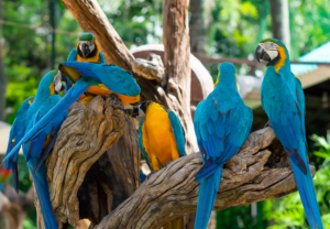 Safari World + Marine Park Tickets
