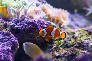 SeaLife Bangkok Tickets
