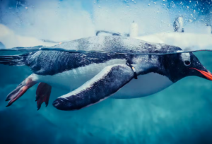 SeaLife Bangkok Tickets
