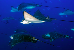 SeaLife Bangkok Tickets
